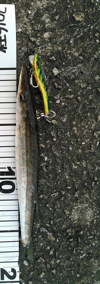 夕マヅメから夜にかけて